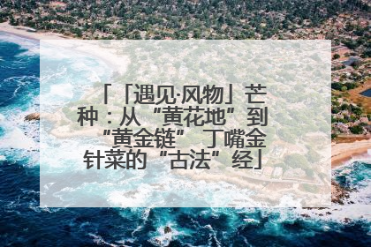 「遇见·风物」芒种：从“黄花地”到“黄金链” 丁嘴金针菜的“古法”经