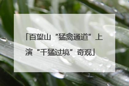 百望山“猛禽通道”上演“千猛过境”奇观