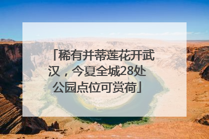稀有并蒂莲花开武汉，今夏全城28处公园点位可赏荷
