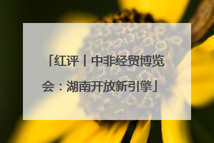 红评丨中非经贸博览会：湖南开放新引擎