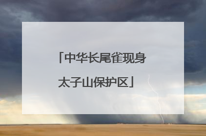 中华长尾雀现身太子山保护区
