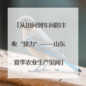 从田间到车间的丰收“接力”——山东夏季农业生产见闻