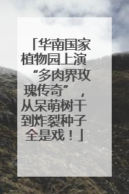 华南国家植物园上演“多肉界玫瑰传奇”，从呆萌树干到炸裂种子全是戏！