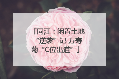 同江：闲置土地“逆袭”记 万寿菊“C位出道”