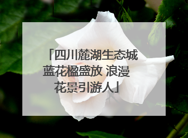 四川麓湖生态城蓝花楹盛放 浪漫花景引游人