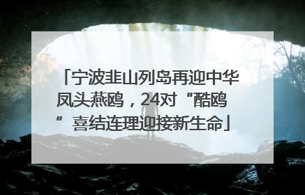 宁波韭山列岛再迎中华凤头燕鸥，24对“酷鸥”喜结连理迎接新生命