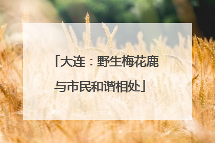 大连：野生梅花鹿与市民和谐相处