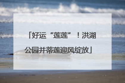 好运“莲莲”！洪湖公园并蒂莲迎风绽放