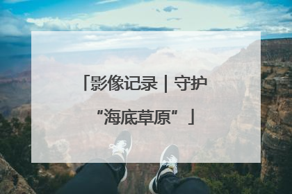 影像记录｜守护“海底草原”