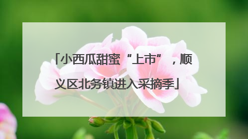小西瓜甜蜜“上市”，顺义区北务镇进入采摘季