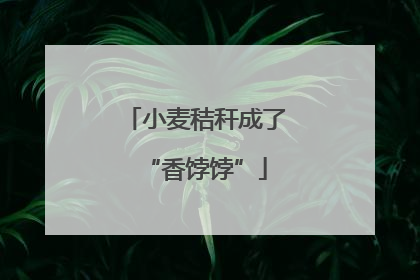 小麦秸秆成了“香饽饽”