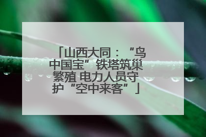 山西大同：“鸟中国宝”铁塔筑巢繁殖 电力人员守护“空中来客”