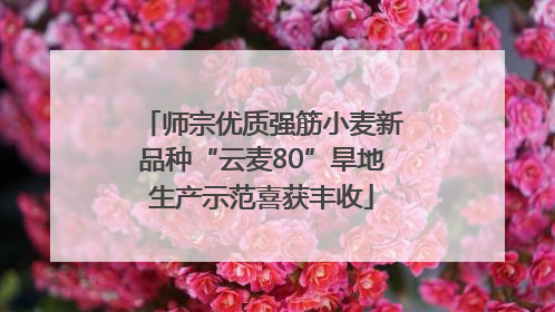 师宗优质强筋小麦新品种“云麦80”旱地生产示范喜获丰收