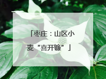 枣庄：山区小麦“喜开镰”