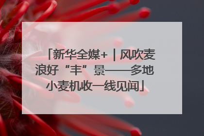 新华全媒+｜风吹麦浪好“丰”景——多地小麦机收一线见闻