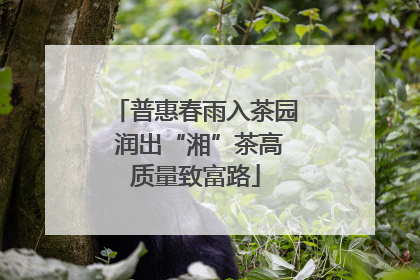 普惠春雨入茶园 润出“湘”茶高质量致富路