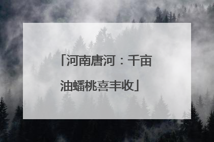 河南唐河：千亩油蟠桃喜丰收