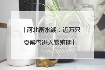 河北衡水湖：近万只夏候鸟进入繁殖期