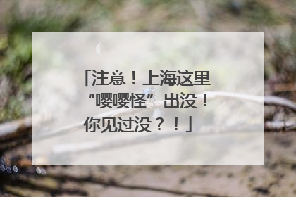 注意！上海这里“嘤嘤怪”出没！你见过没？！