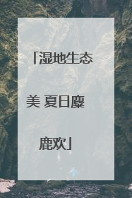 湿地生态美 夏日麋鹿欢