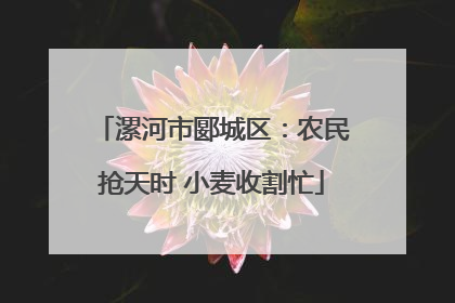 漯河市郾城区：农民抢天时 小麦收割忙