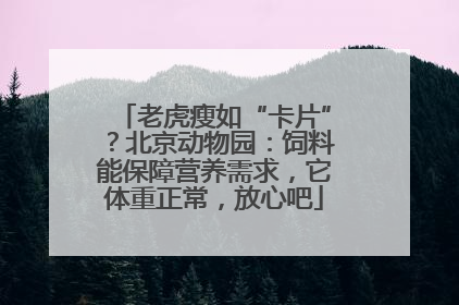 老虎瘦如“卡片”？北京动物园：饲料能保障营养需求，它体重正常，放心吧