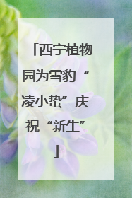 西宁植物园为雪豹“凌小蛰”庆祝“新生”
