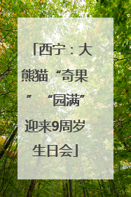 西宁：大熊猫“奇果”“园满”迎来9周岁生日会