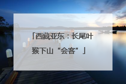 西藏亚东：长尾叶猴下山“会客”