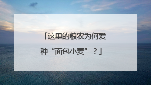 这里的粮农为何爱种“面包小麦”？