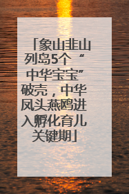象山韭山列岛5个“中华宝宝”破壳，中华凤头燕鸥进入孵化育儿关键期