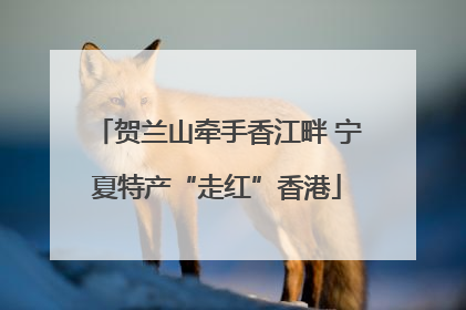贺兰山牵手香江畔 宁夏特产“走红”香港