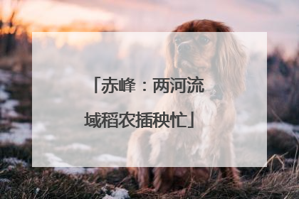 赤峰：两河流域稻农插秧忙