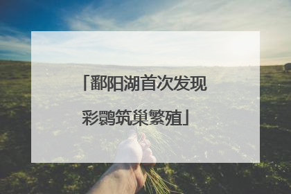鄱阳湖首次发现彩鹮筑巢繁殖
