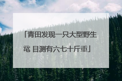 青田发现一只大型野生鼋 目测有六七十斤重