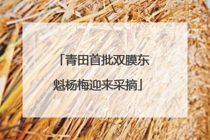 青田首批双膜东魁杨梅迎来采摘
