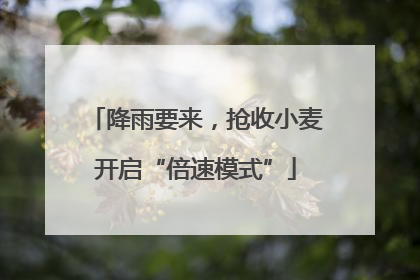 降雨要来，抢收小麦开启“倍速模式”