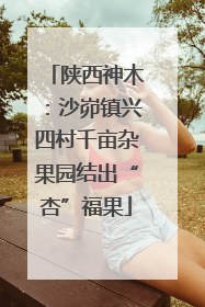 陕西神木：沙峁镇兴四村千亩杂果园结出“杏”福果