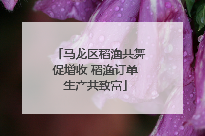 马龙区稻渔共舞促增收 稻渔订单生产共致富
