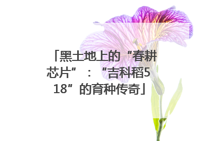 黑土地上的“春耕芯片”：“吉科稻518”的育种传奇
